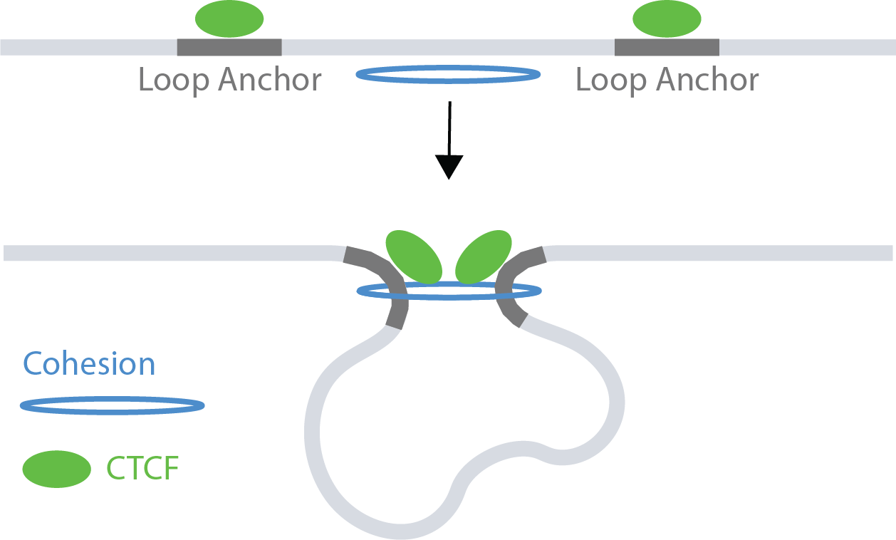 CTCF-bound DNA Looping